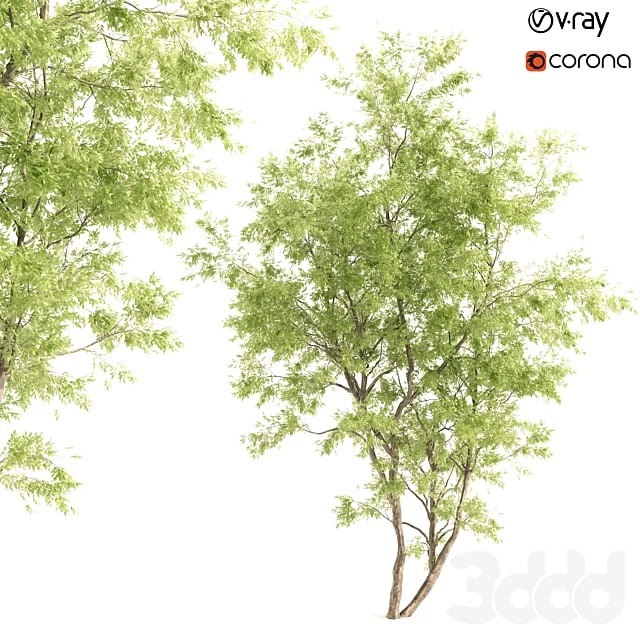 jam tree