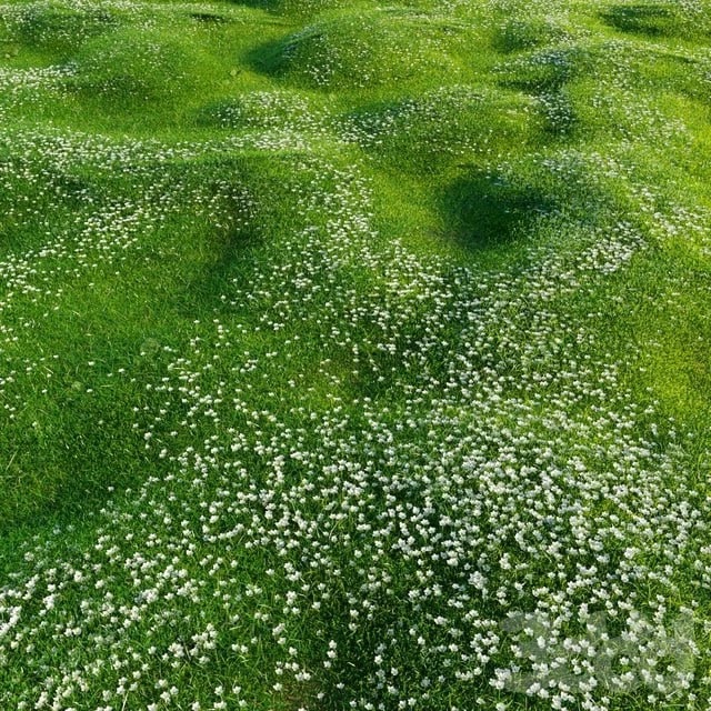 Bryozo lawn