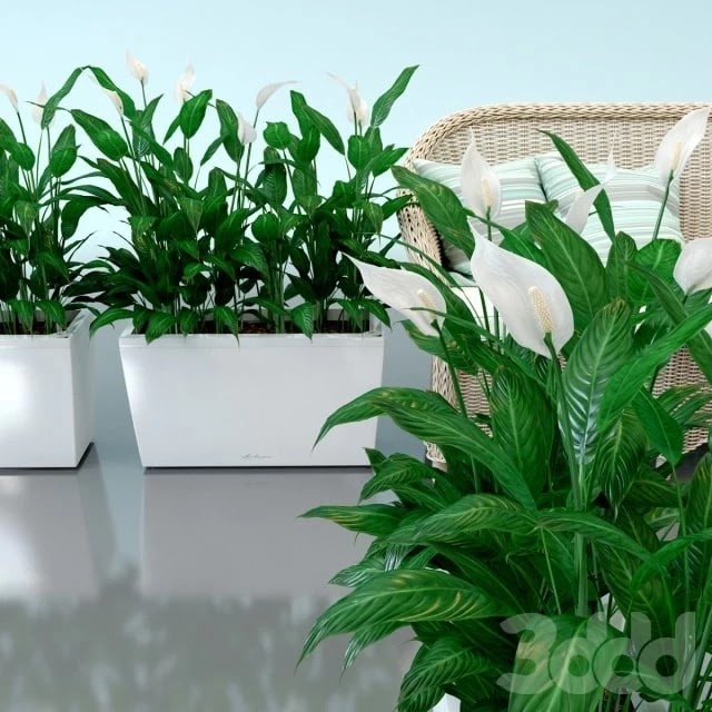 Spathiphyllum Wallis, Spathiphyllum, interior plants, Lechuza, pots, Carara, Spathiphyllum
