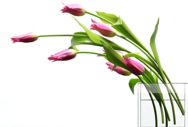 Young royal tulips