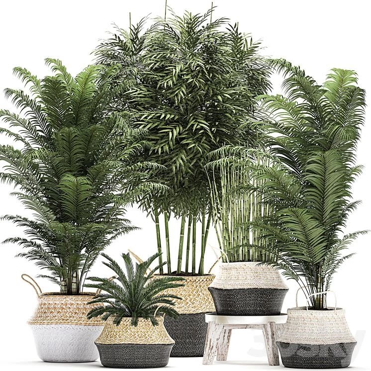 Plant Collection 489. Basket, rattan, thickets, palm tree, bamboo, cycas, indoor plants, white, horsetail, bushes, outdoor plants, flower stand, pot, flowerpot, interior, exotic