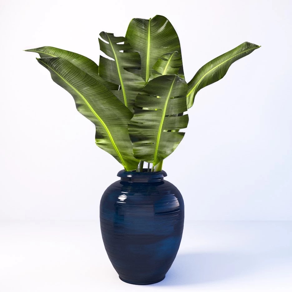 Tropical_2