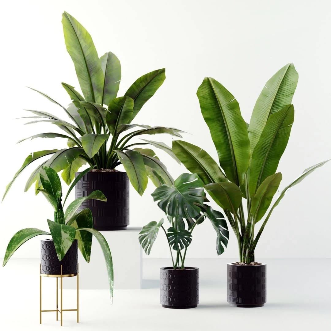 2335443_5c3db0265a3ca Plants collection 02