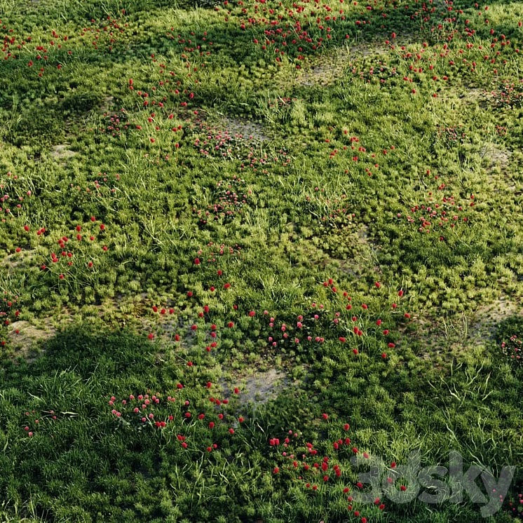 Meadow grass 2