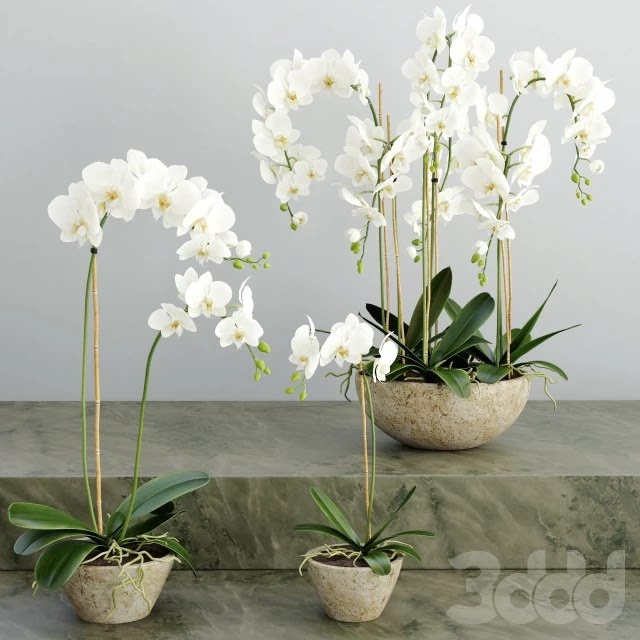 Orchid 2