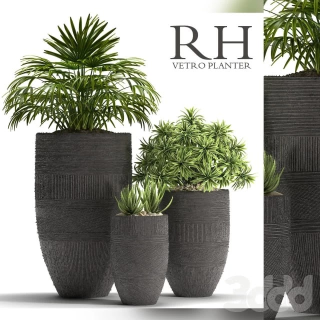 PLANTS 42