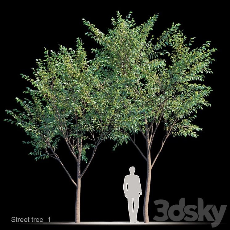 Street tree v1