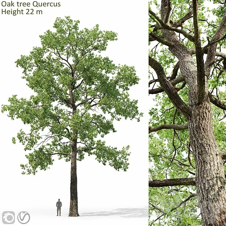 Oak