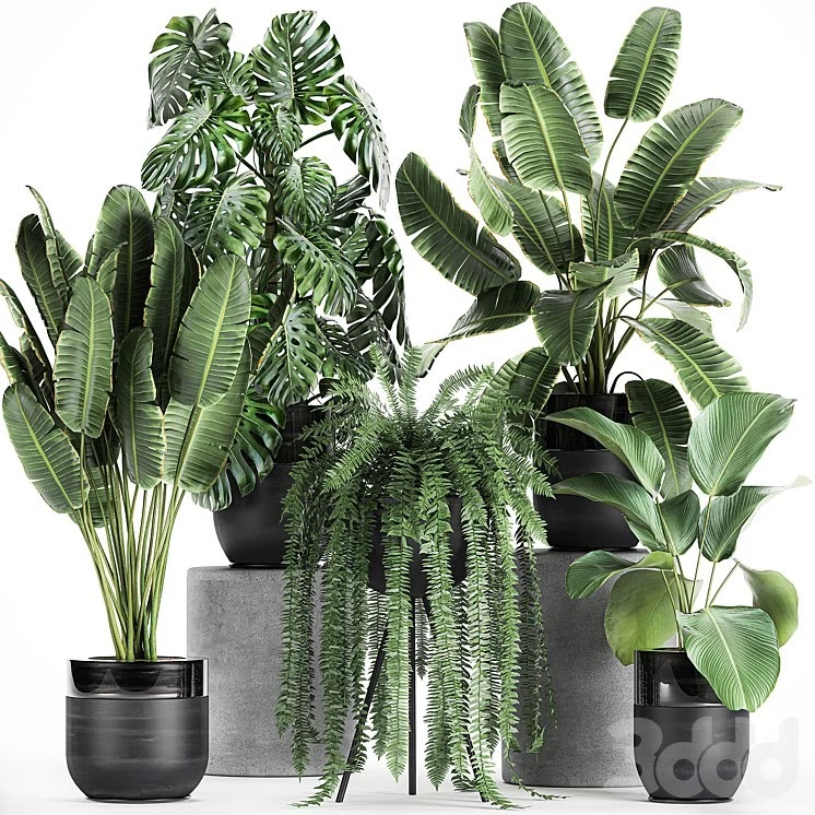 Plant collection 710