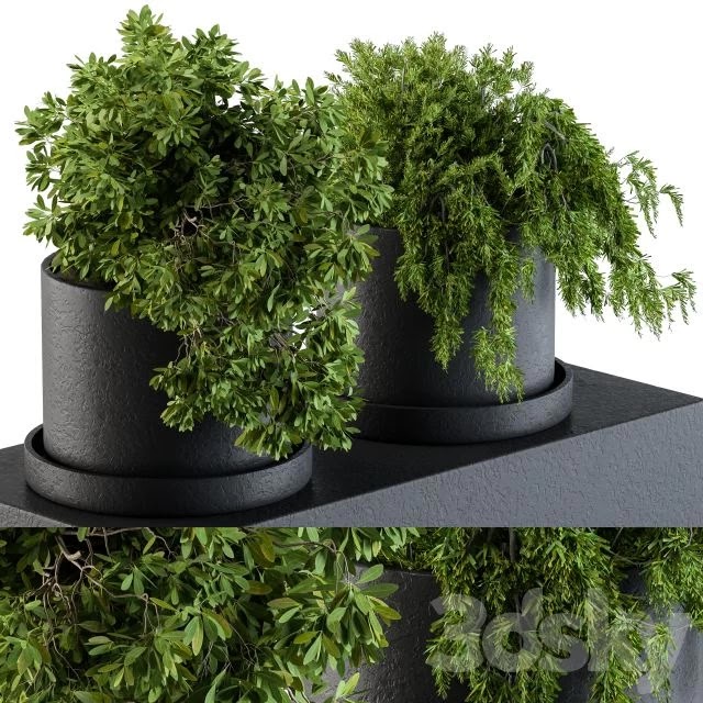 Plants set 47