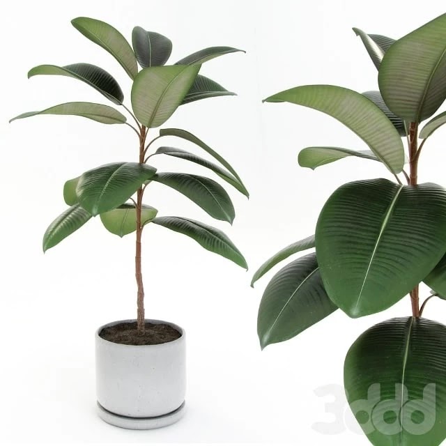 Ficus elastica decora (small)