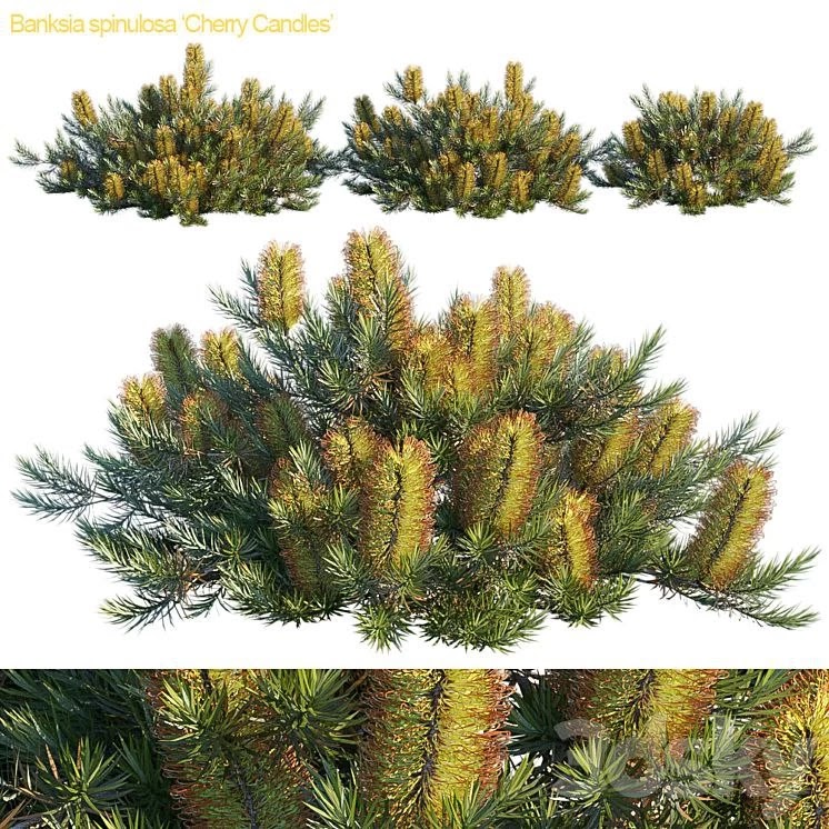Banksia spinulosa | Cherry candles