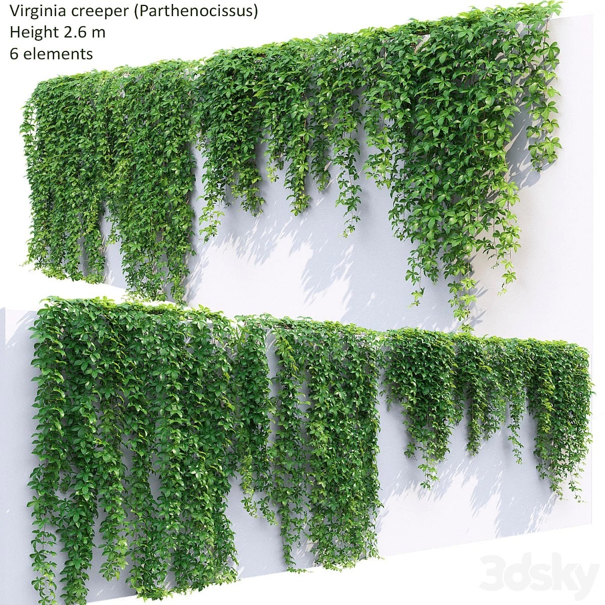 Virginia creeper