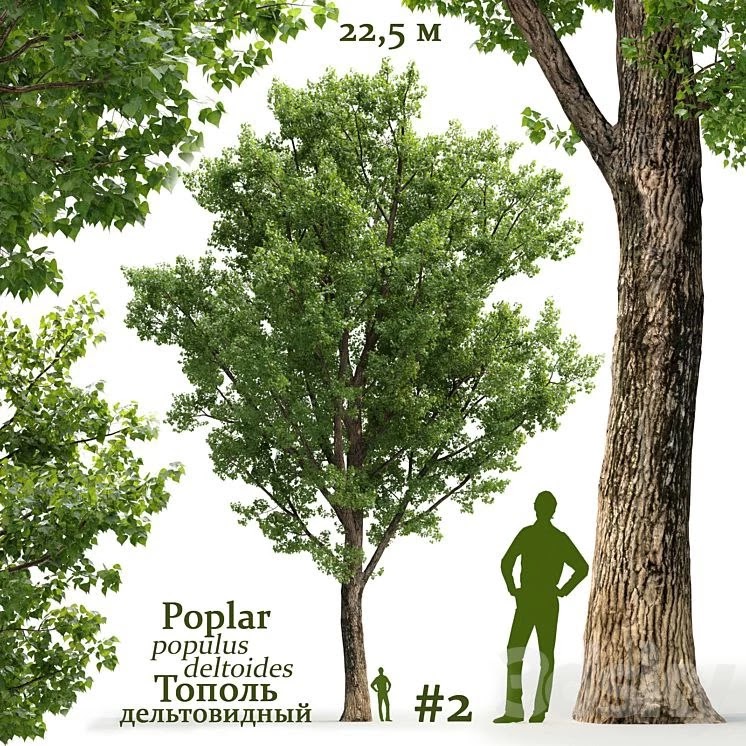 Poplar / Populus deltoides #2