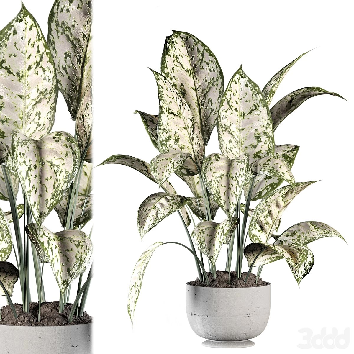 Indoor Plants in rusty Concrete Pot Set 070