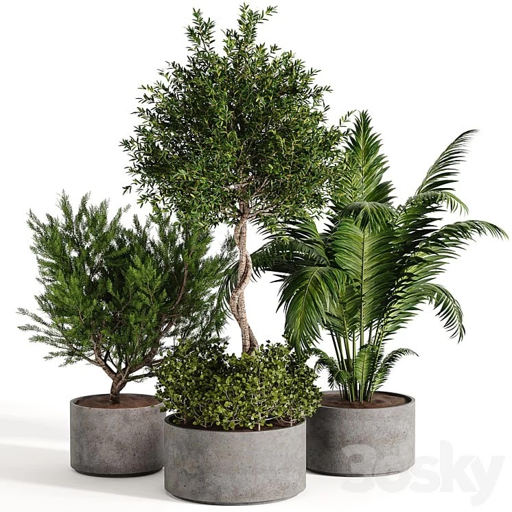 Outdoor plant collection 02