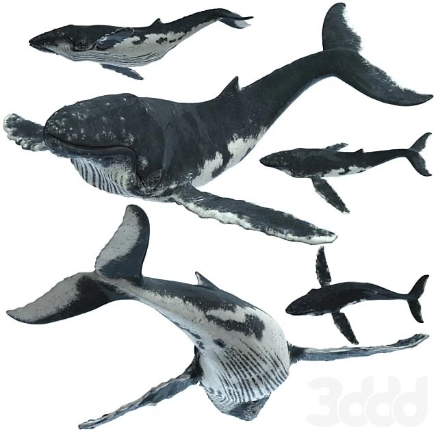 Humpback whale