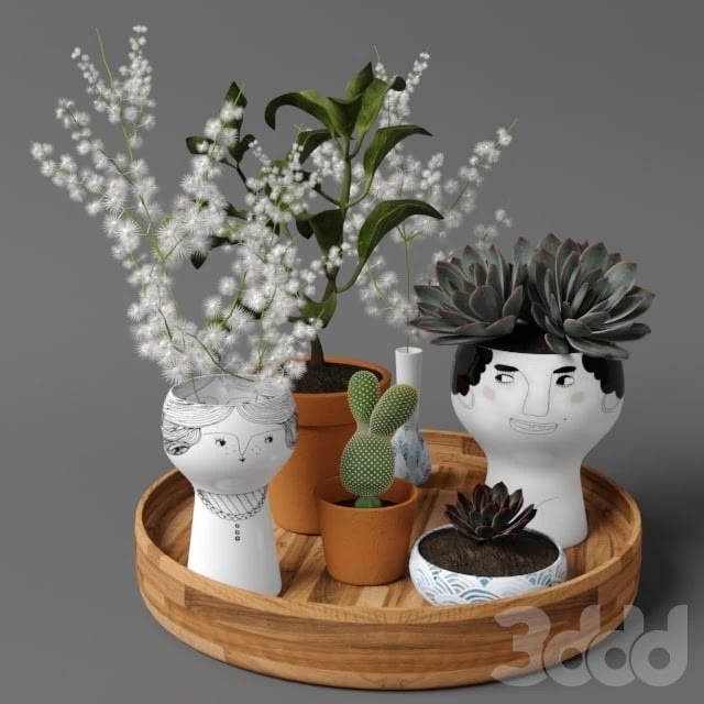 Plants tree 41
