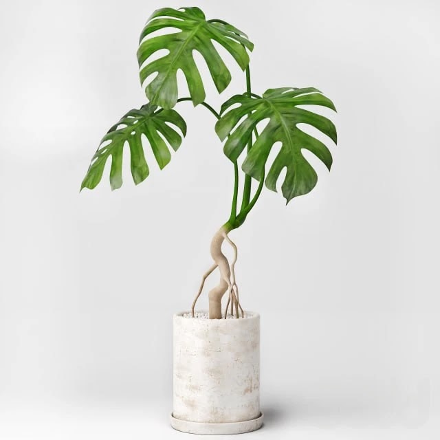 Monstera
