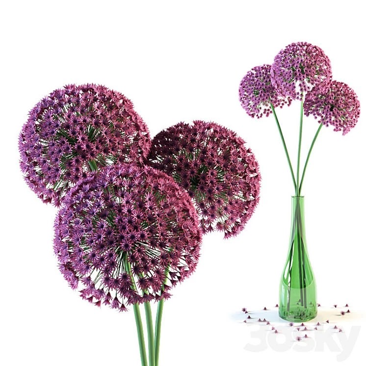 Allium flowers in vase