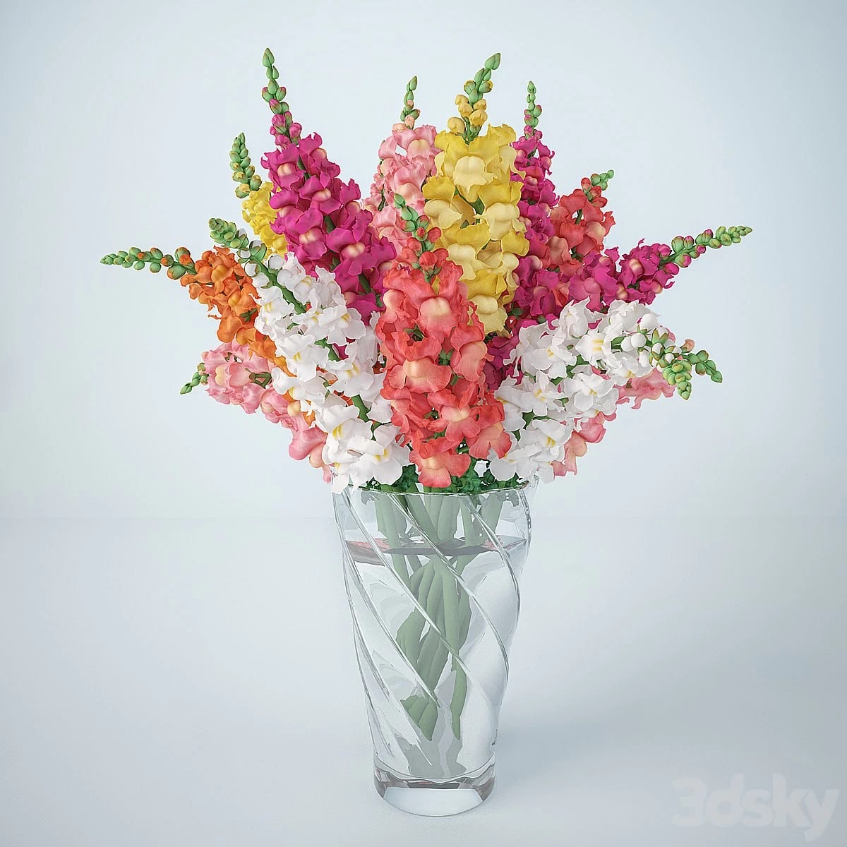 Snapdragon (Antirrinum)