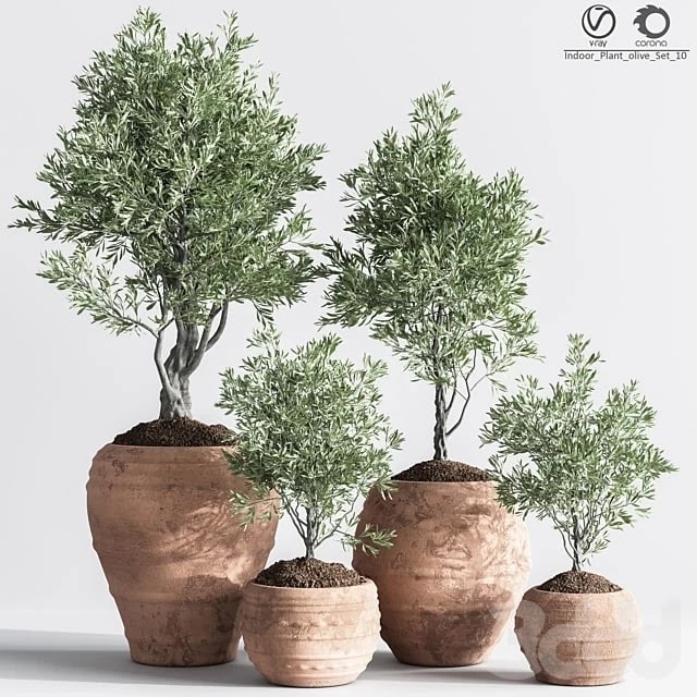 Indoor_Plant_olive_Set_10