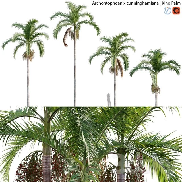 Archontophoenix cunninghamiana - King Palm - 01