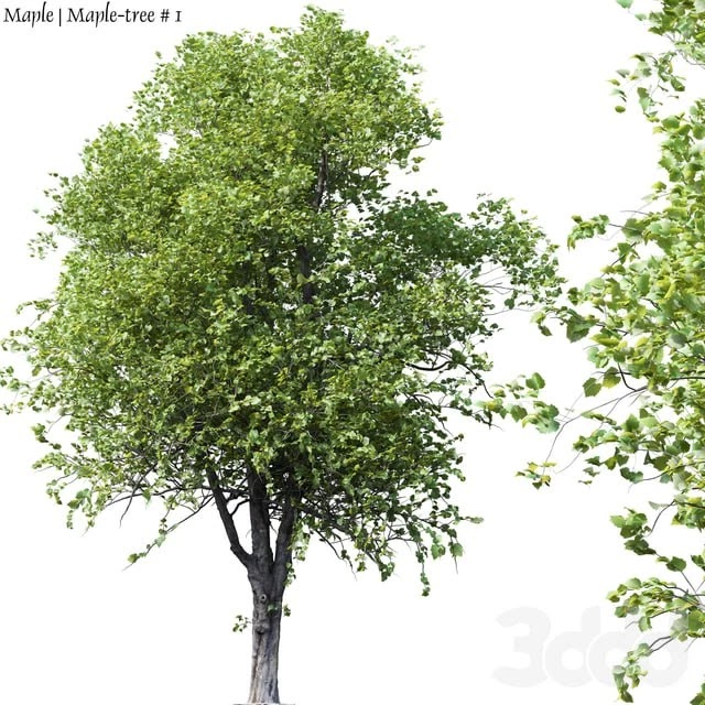 Maple | Maple-tree # 1