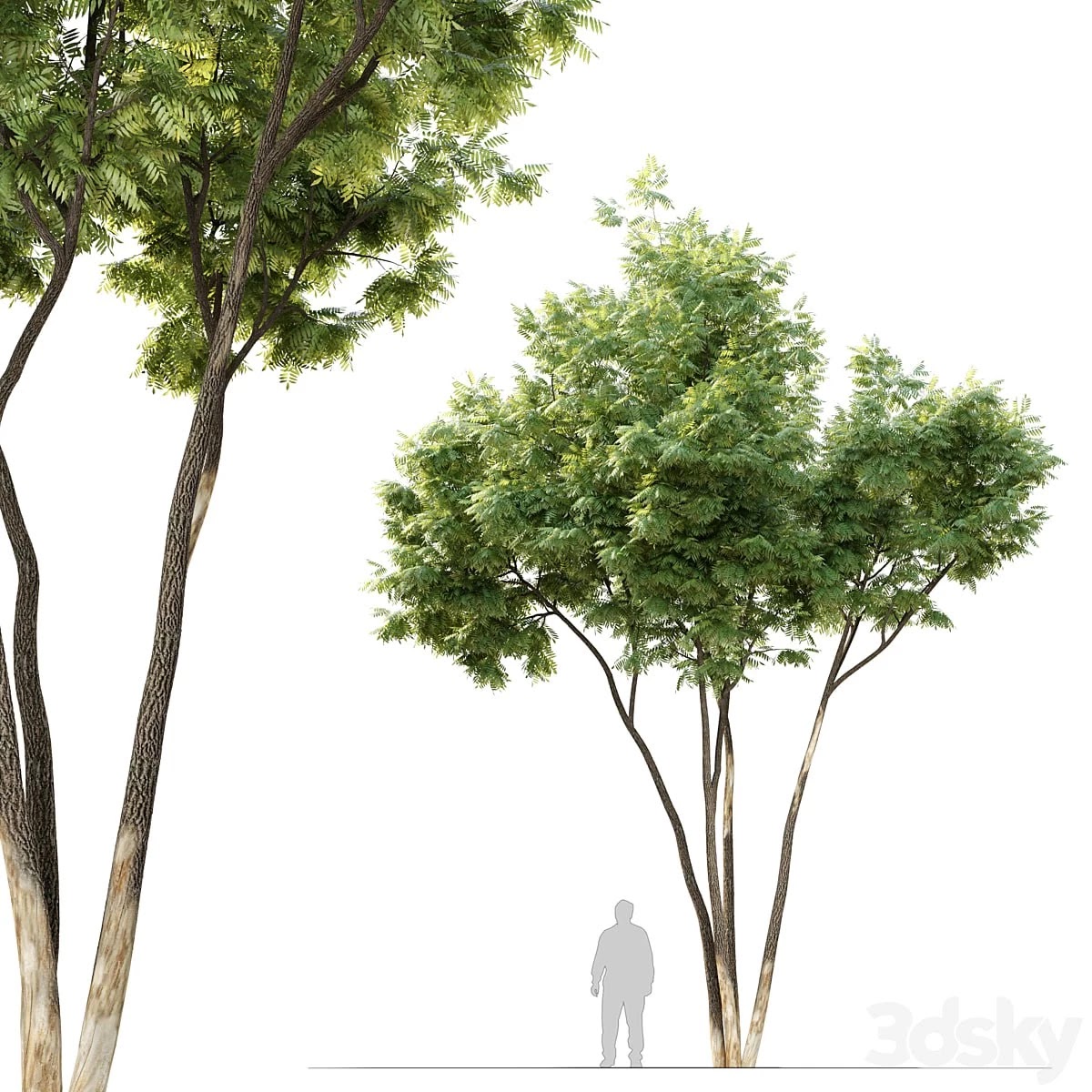 Ash tree 12