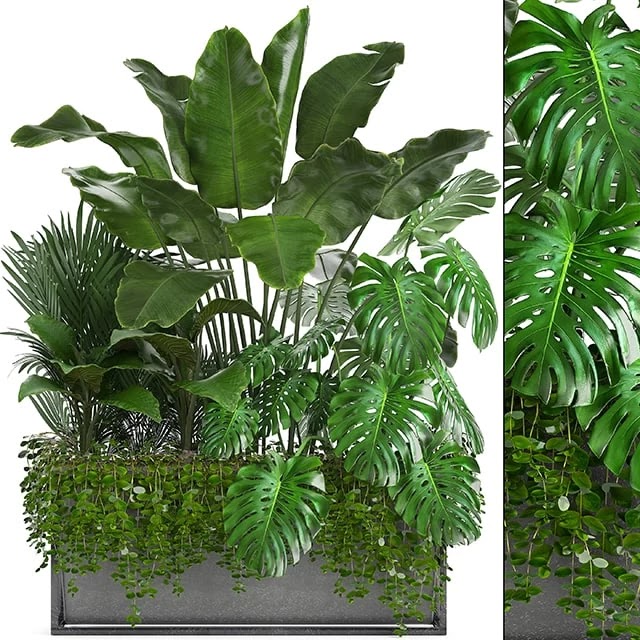 Plant collection 244. Thickets, monstera, banana, howea, palm tree, bushes, exotic plants, flowerpot, strelitzia, jungle, bushes