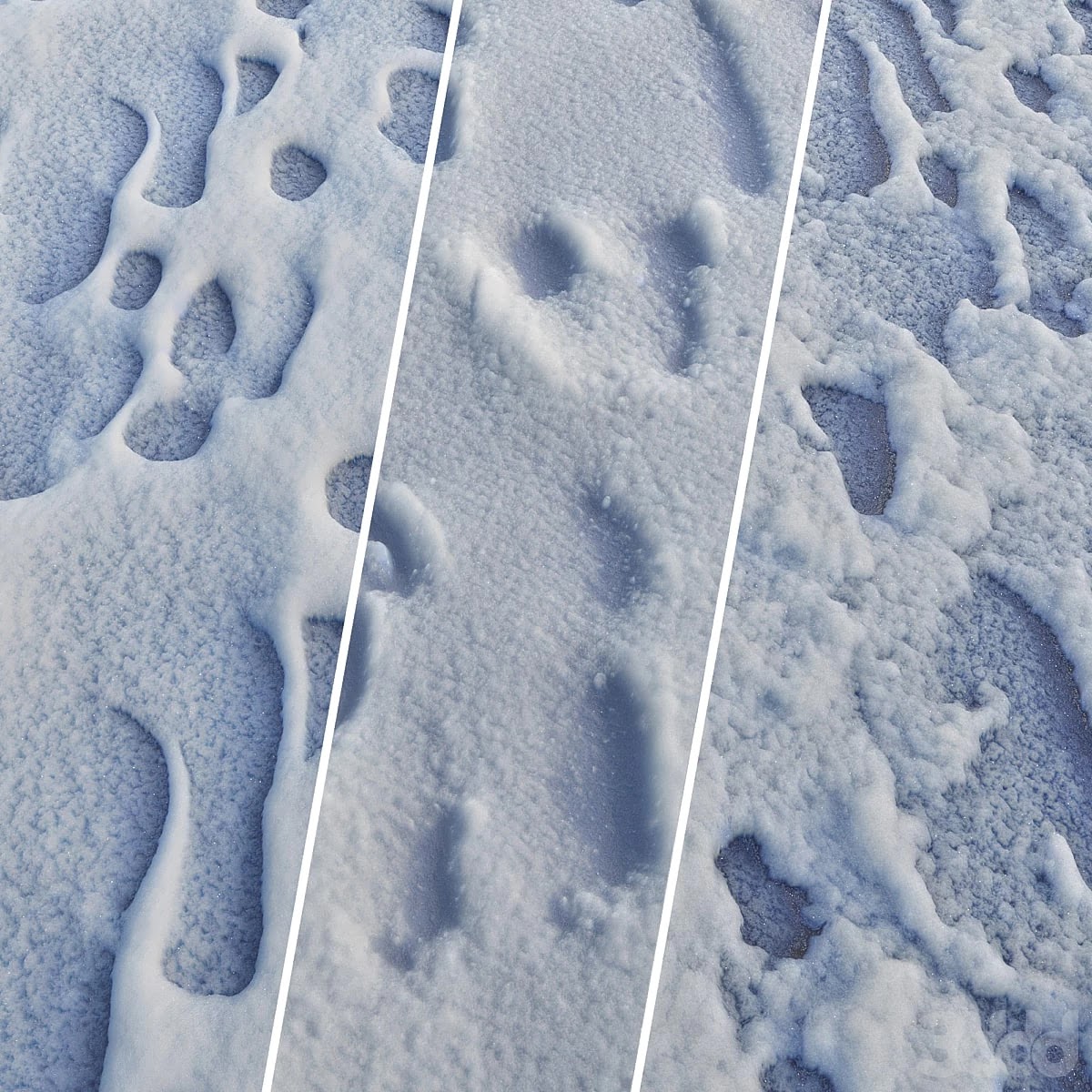 snow pack