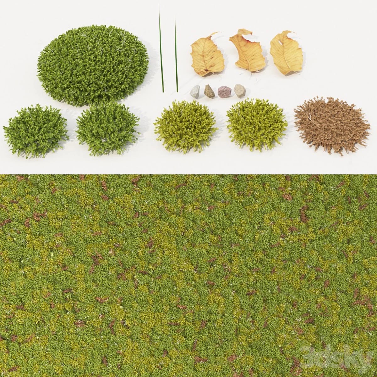 Moss Collection