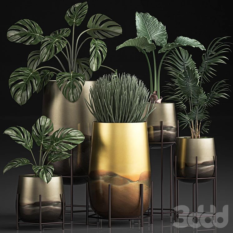 Plant Collection 544