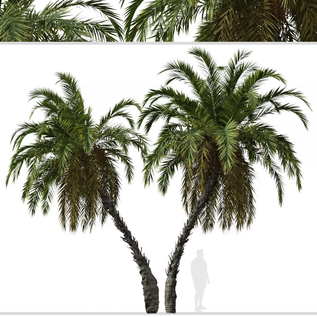 set-of-phoenix-reclinata-trees-senegal-date-palm-cgmood