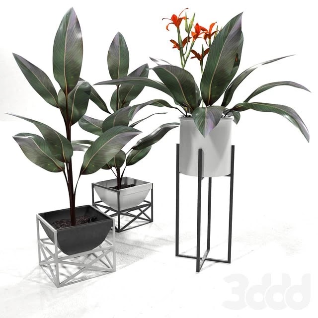 Canna plant set 2