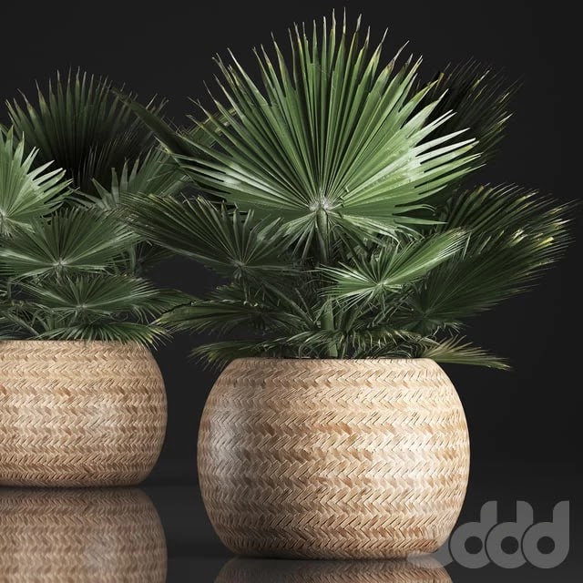 Fan palm in a basket 339. Interior palm tree, basket, rattan, brachea, eco design, natural decor