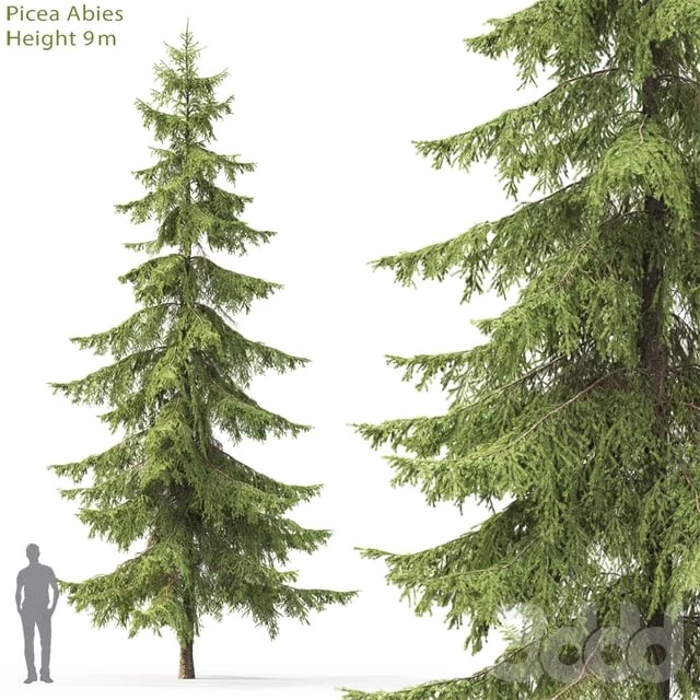 Spruce