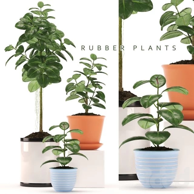 RUBBER PLANTS 47