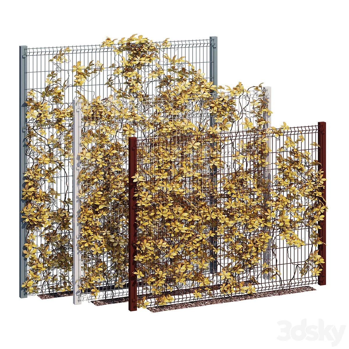 ivy wall ten