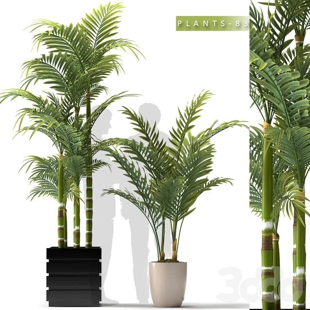 PLANTS 83