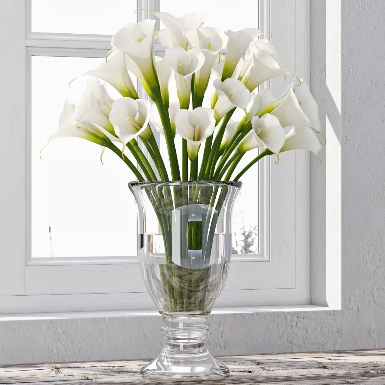 Calla Lily 4