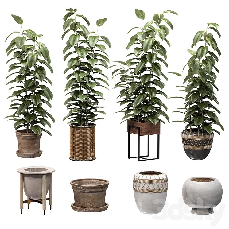 Ficuses in pots