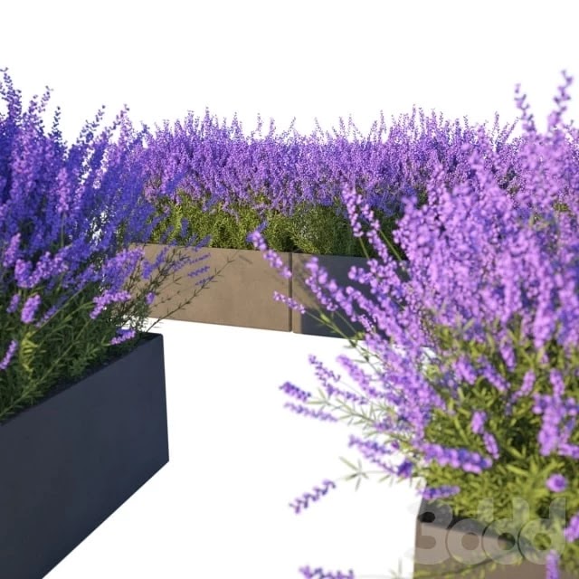 Lavender in Cubes