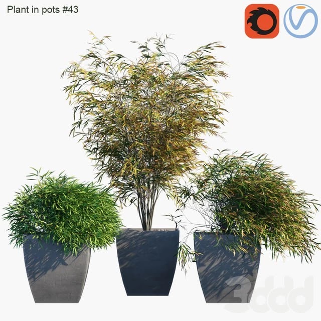 Plant in pots # 43: Palm and grass