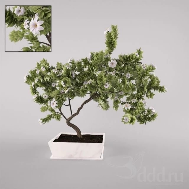 flowering tree