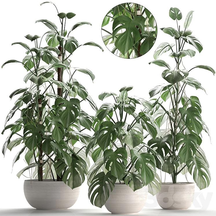 Plant collection 262.Monstera, white pot, exotic plant, bush, flower, flowerpot, interior
