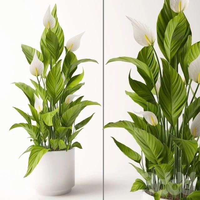 Spathiphyllum plant