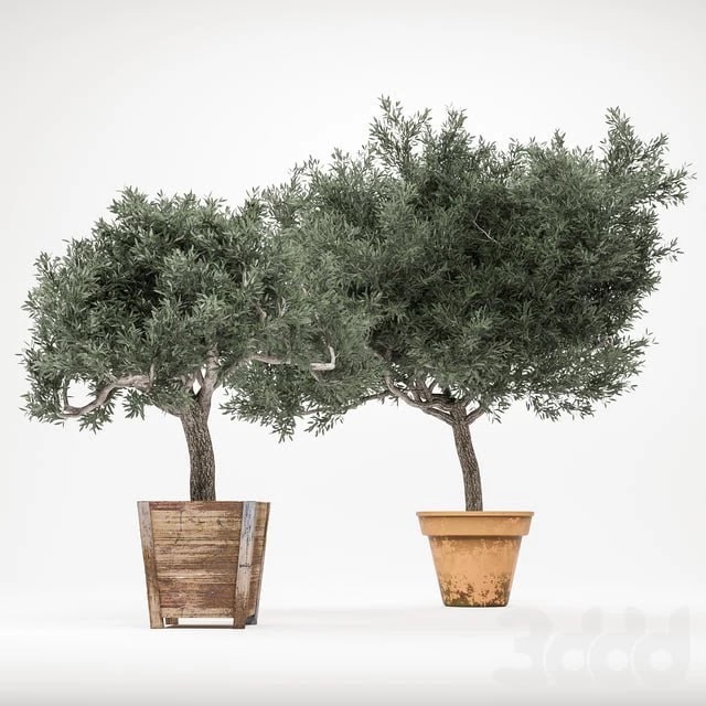 Plant 2 - OliveTree