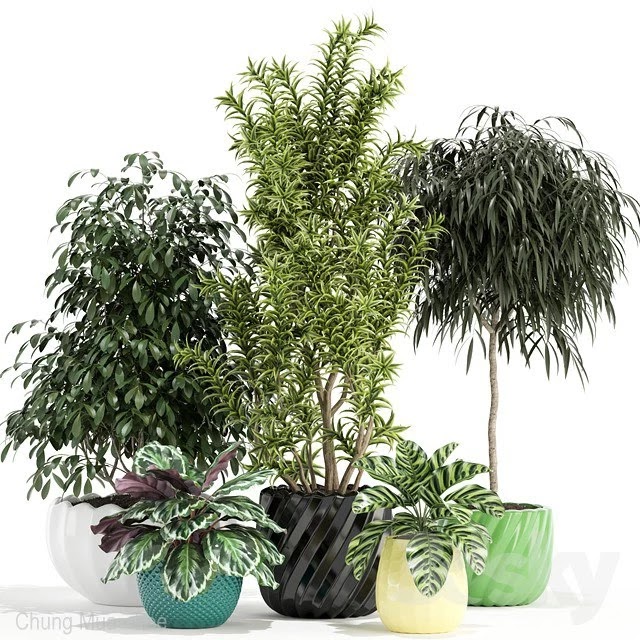 Plants collection 111