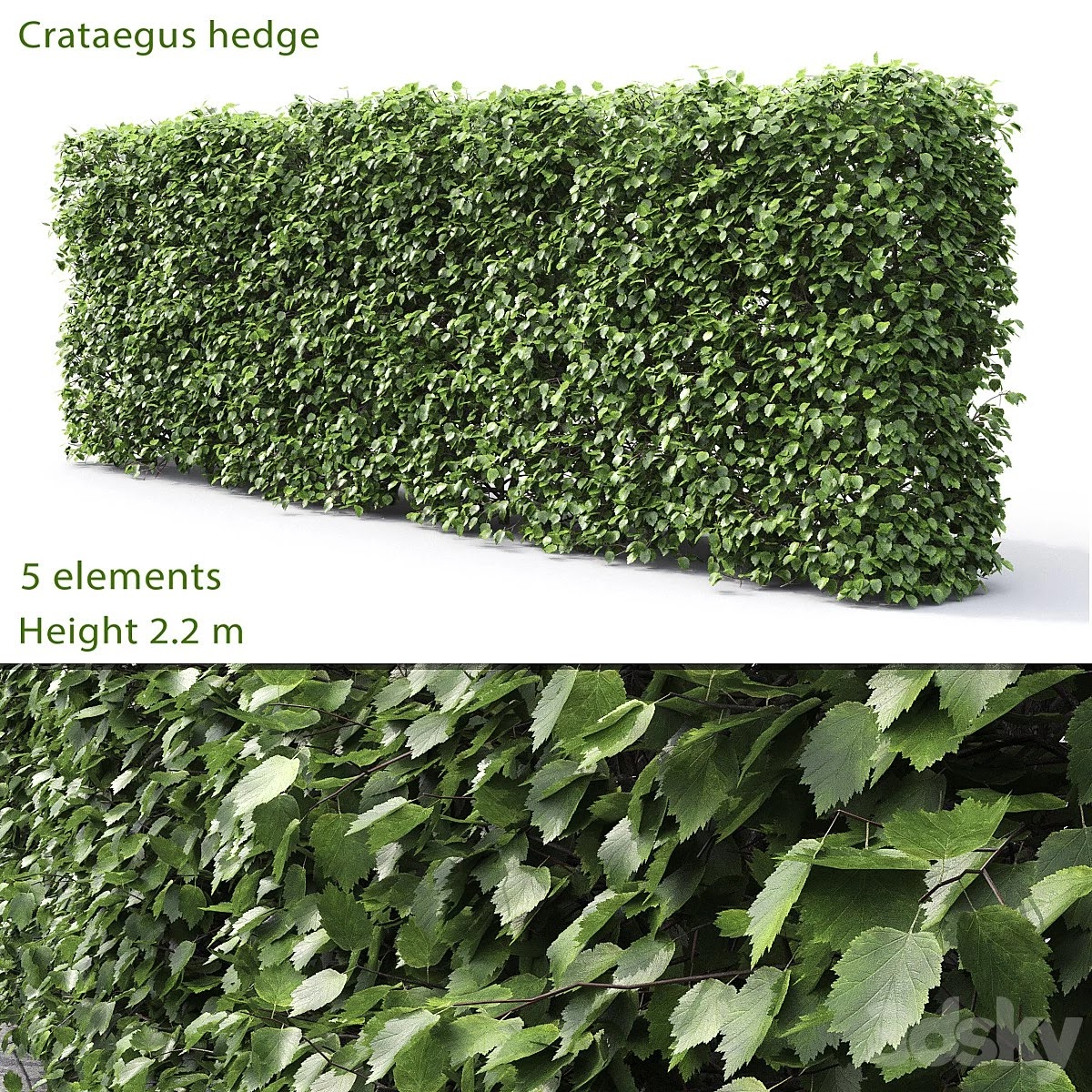 Crataegus hedge (2.2m)